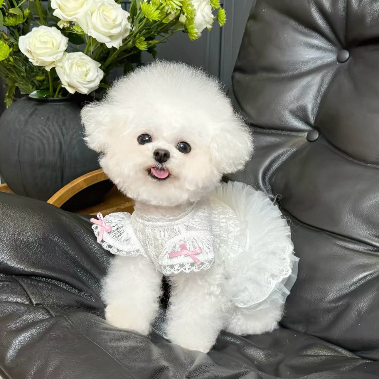 2026 Princess Style Pet Dress  – Lace Teddy Lingerie Bewertung und Preis
