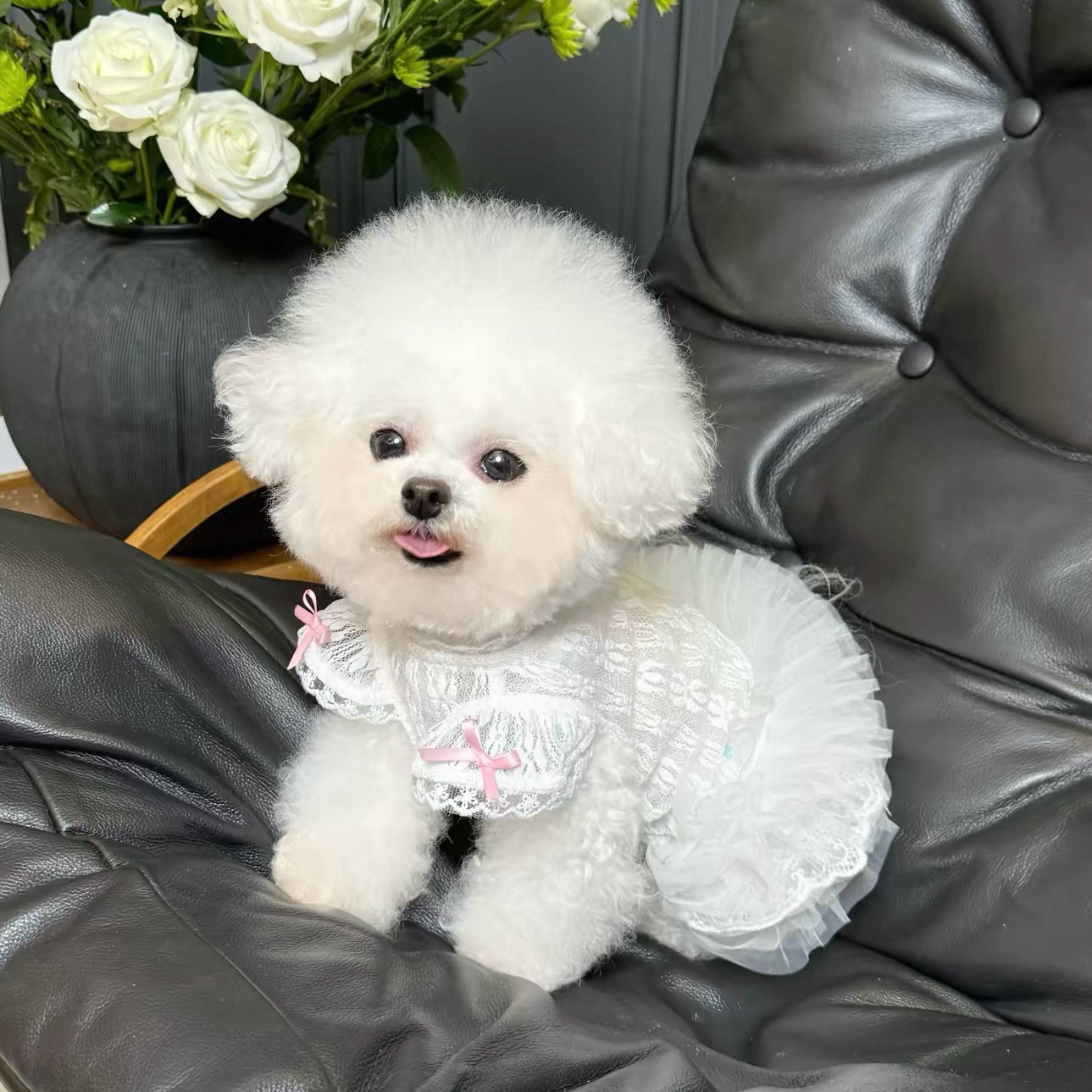 2026 Princess Style Pet Dress  – Lace Teddy Lingerie Bewertung und Preis